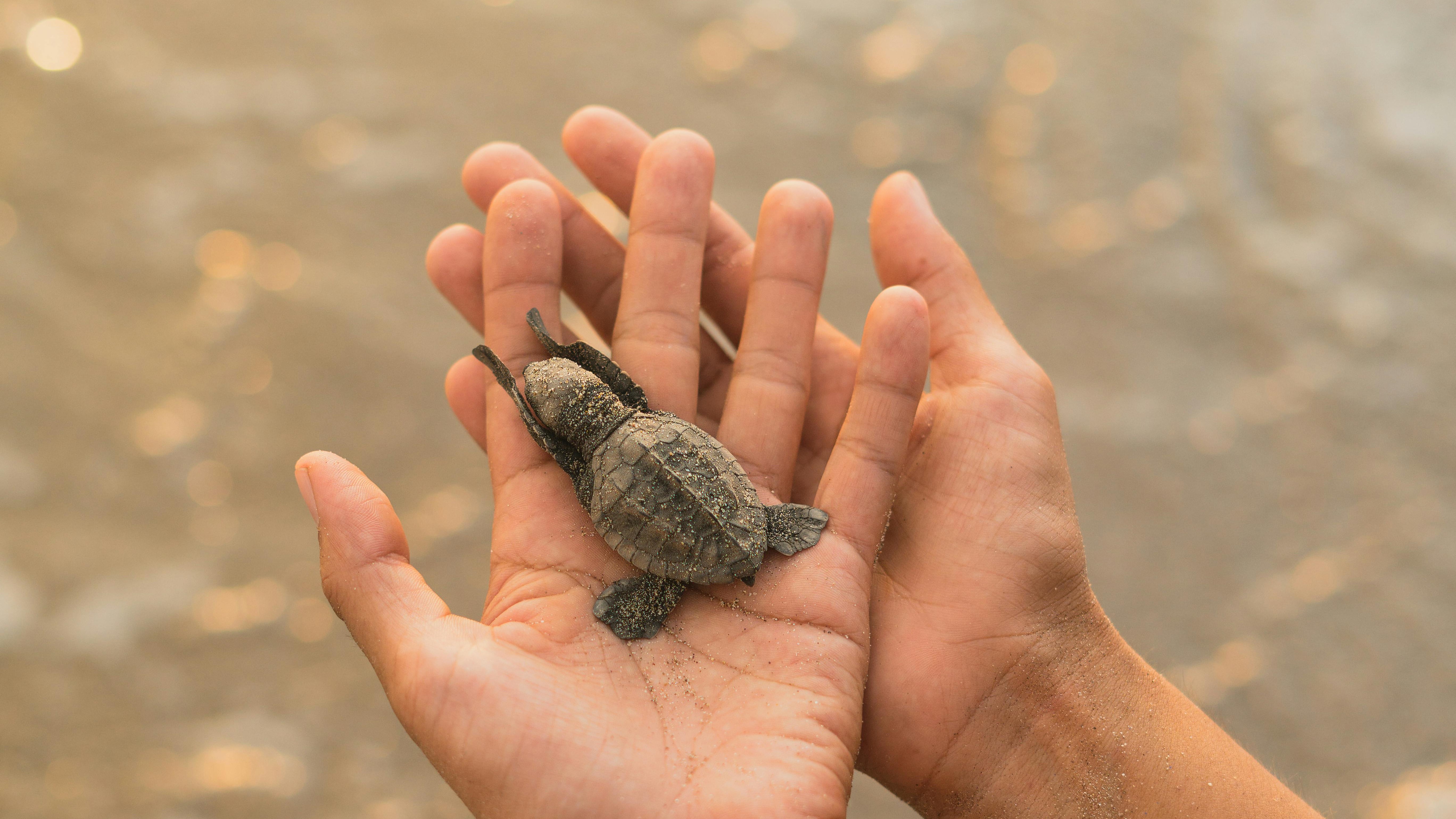 Travelling with Worldpackers – Ultimate Guide