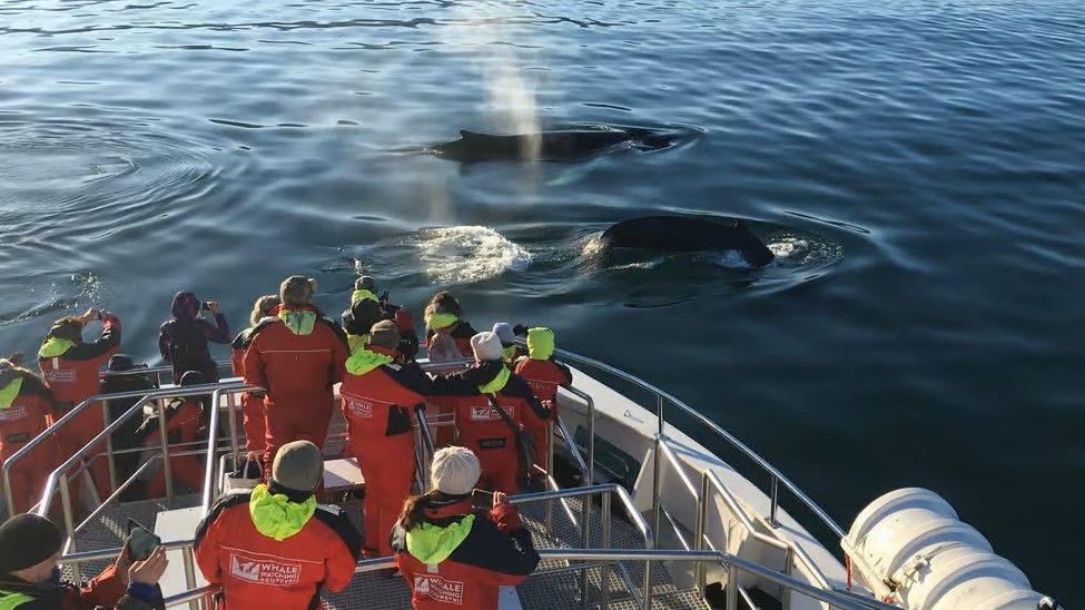 People watching whales in the water from a boat in Iceland