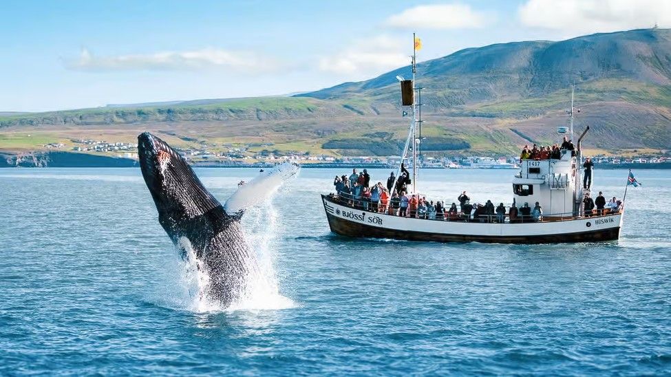 Boat in Icelandic ocean with whale jumping out of water