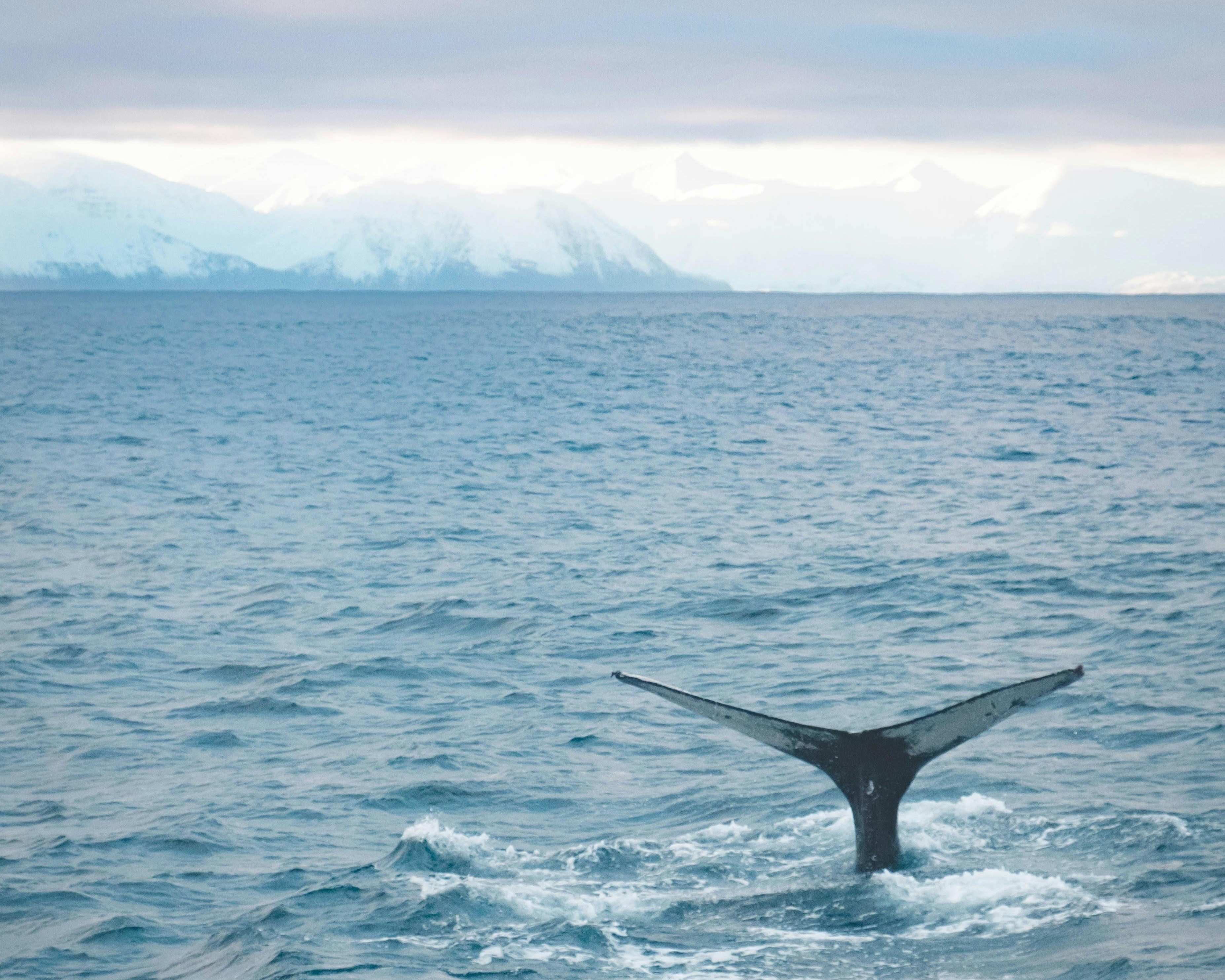 Whale tail sticking out of water in the ocean with snow covered Icelandic mountains in the distance
