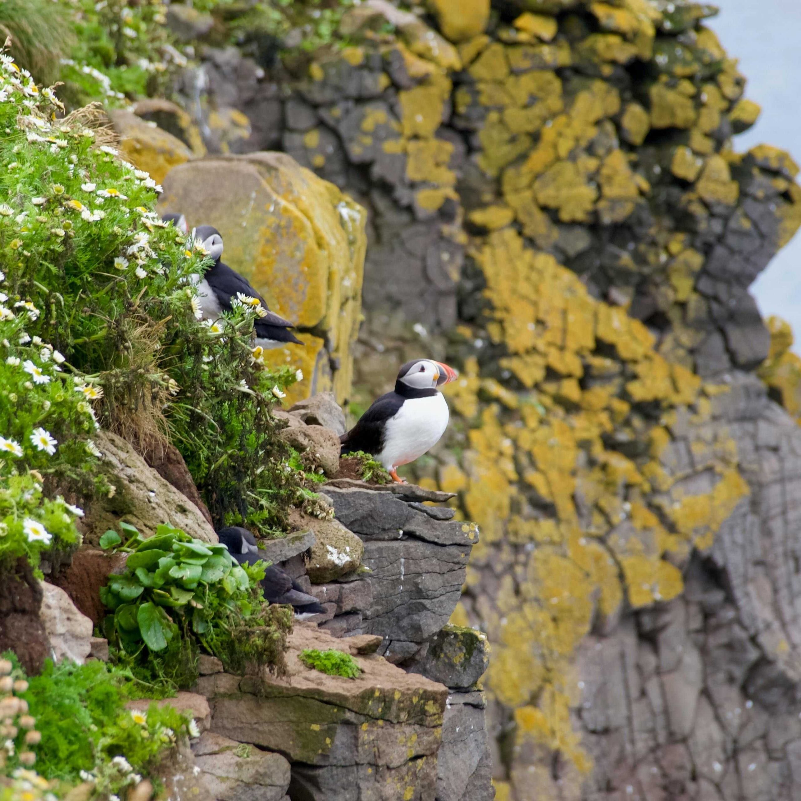 Puffins sat on a rocky ledge in Iceland