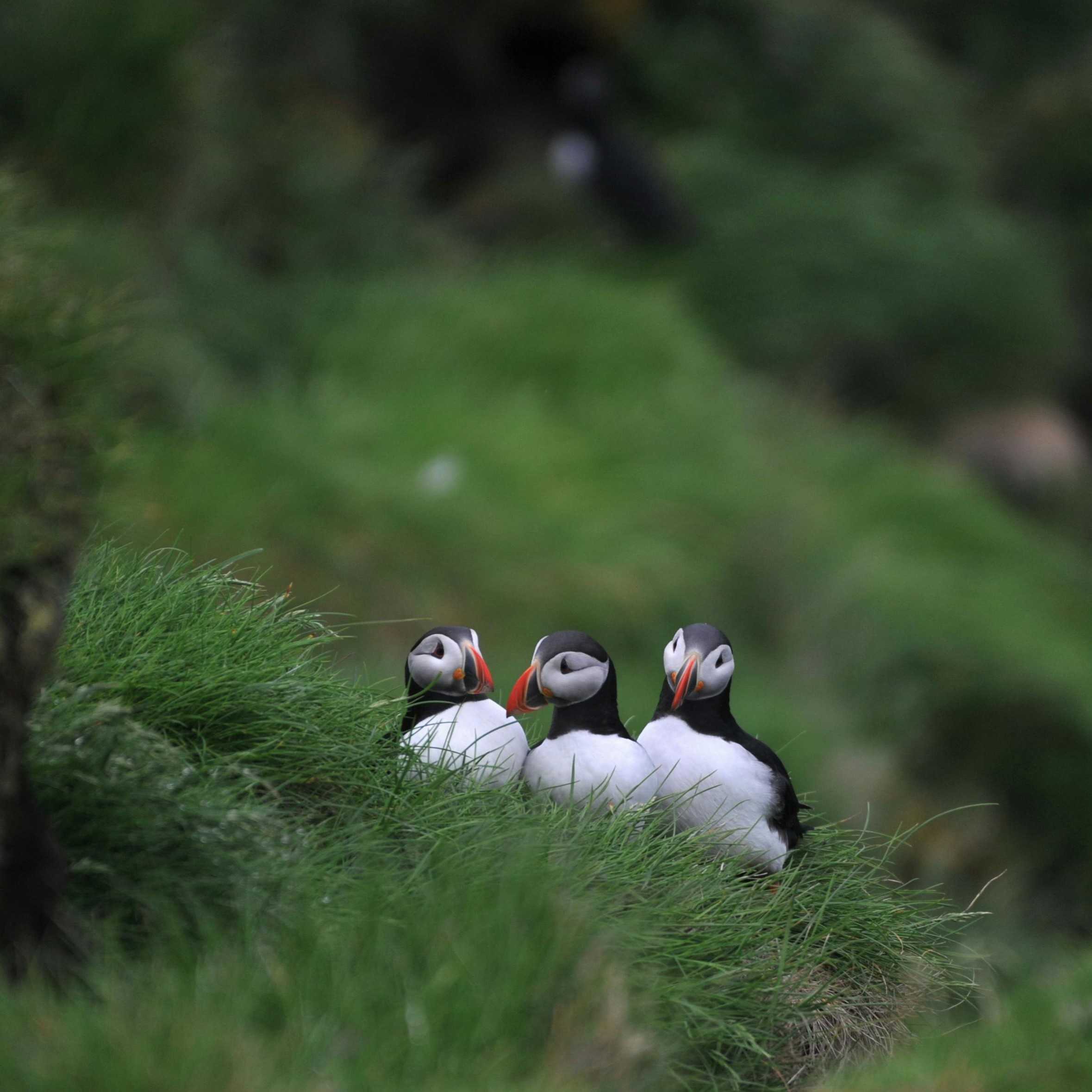 Puffins sat on a green hill ledge in Iceland