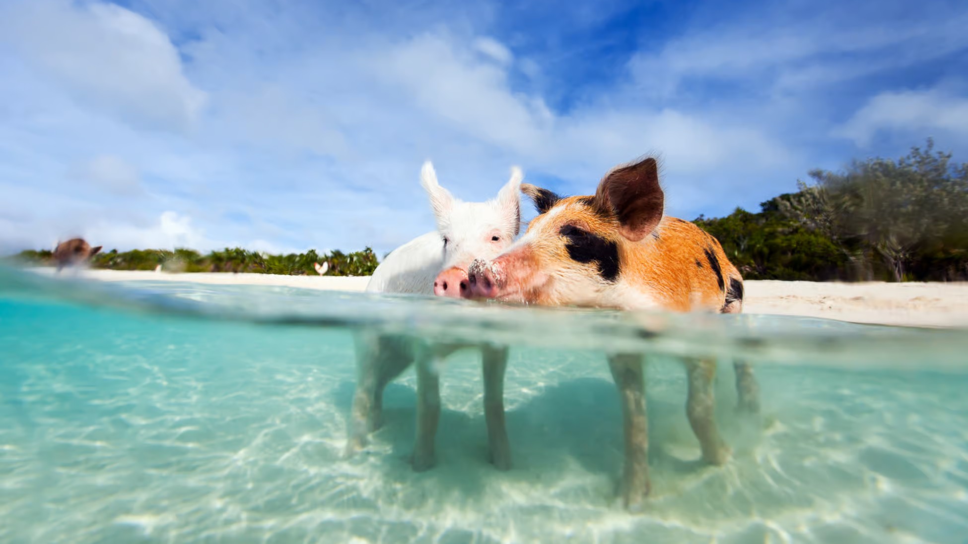 Nassau: 3 Islands Tour, Snorkel, Pig Beach, Turtles & Lunch
